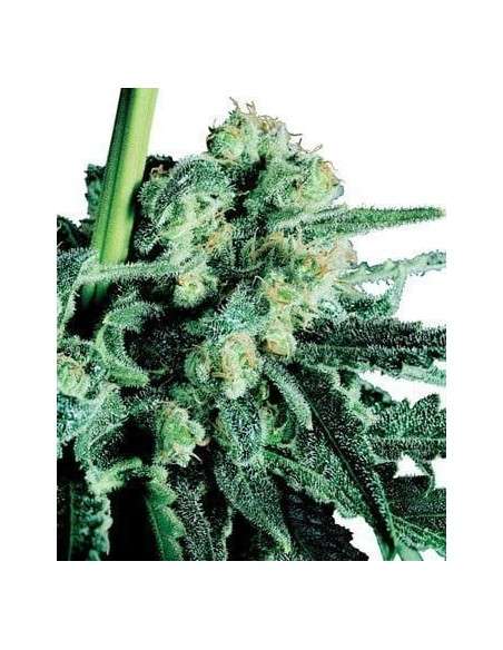 SENSI SEEDS - Sensi Skunk - 1