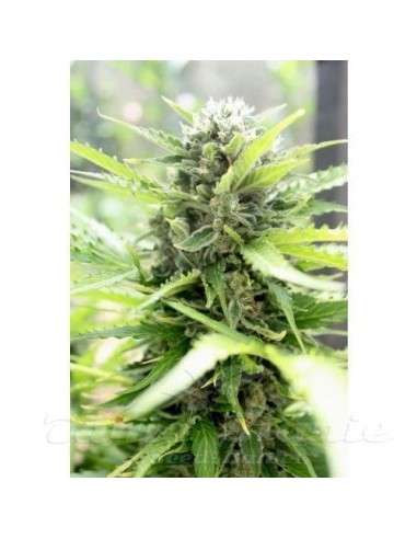 PARADISE SEEDS - Pandora Auto - 4