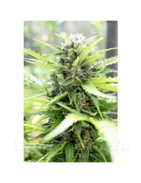PARADISE SEEDS - Pandora Auto - 4