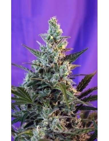 SWEET SEEDS - Sweet Skunk F1 Fast Version - 1