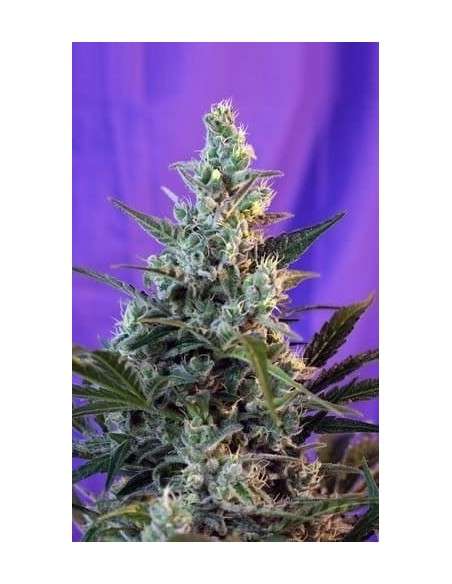 SWEET SEEDS - Sweet Skunk F1 Fast Version - 1