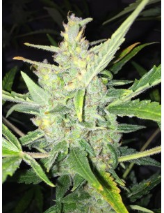 FEMALE SEEDS - White Widow x Big Bud Auto - 1
