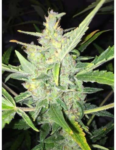 FEMALE SEEDS - White Widow x Big Bud Auto - 1