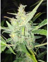 FEMALE SEEDS - White Widow x Big Bud Auto - 1