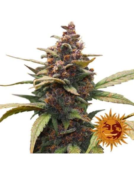BARNEY’S FARM - Ayahuasca Purple - 1