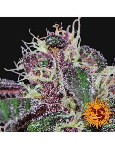 BARNEY’S FARM - Ayahuasca Purple - 2