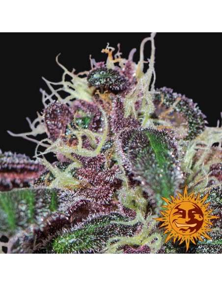 BARNEY’S FARM - Ayahuasca Purple - 2