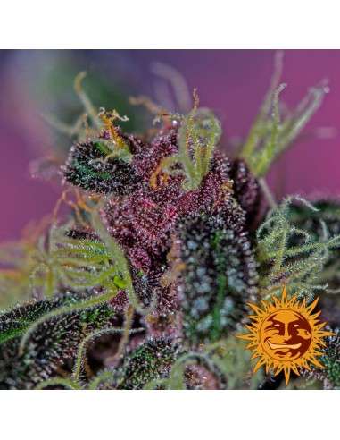 BARNEY’S FARM - Ayahuasca Purple - 3