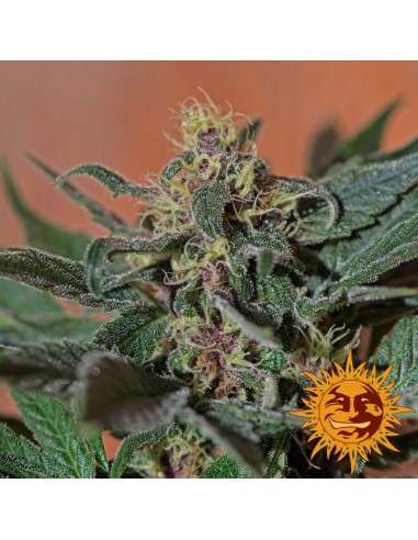 BARNEY’S FARM - Ayahuasca Purple - 4