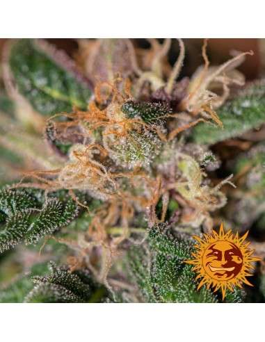 BARNEY’S FARM - Ayahuasca Purple - 5