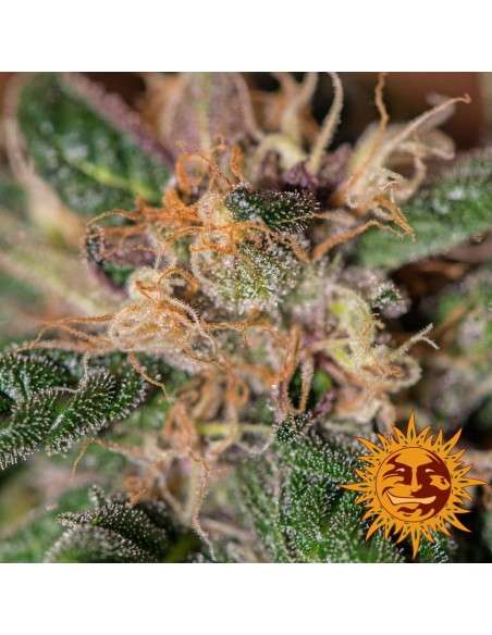 BARNEY’S FARM - Ayahuasca Purple - 5