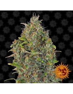 BARNEY'S FARM - Critical Kush Auto - 1