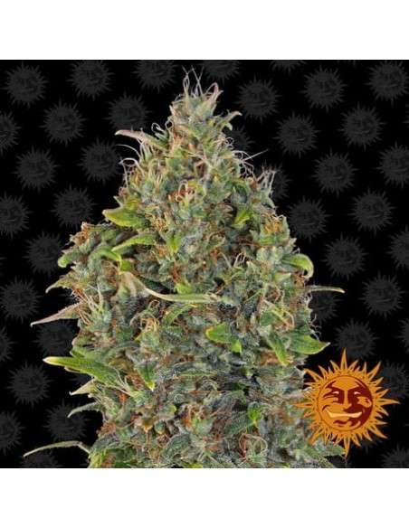 BARNEY'S FARM - Critical Kush Auto - 1