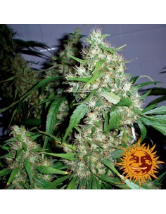 BARNEY'S FARM - Critical Kush Auto - 1 2