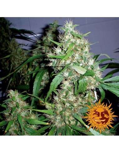 BARNEY'S FARM - Critical Kush Auto - 2