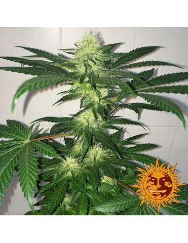BARNEY'S FARM - Critical Kush Auto - 3