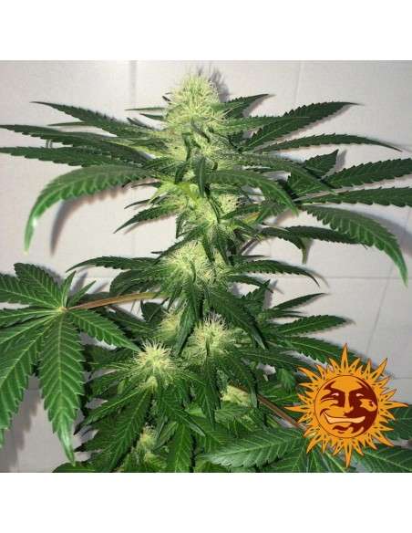 BARNEY'S FARM - Critical Kush Auto - 3