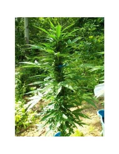 PARADISE SEEDS - Pandora Auto - 5