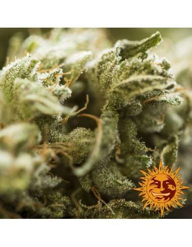 BARNEY'S FARM - Critical Kush Auto - 4
