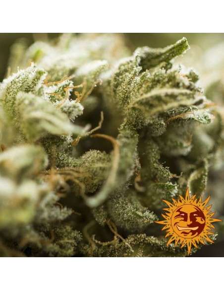BARNEY'S FARM - Critical Kush Auto - 4
