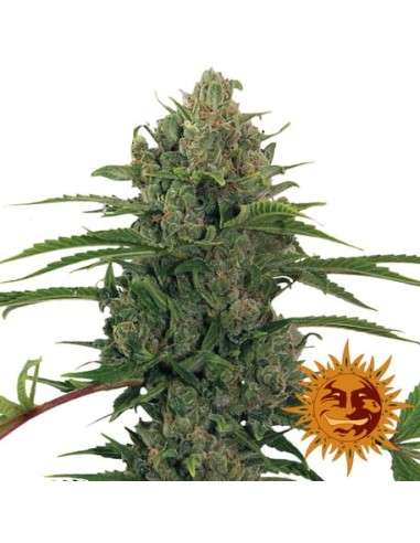 BARNEY'S FARM - Critical Kush Auto - 5