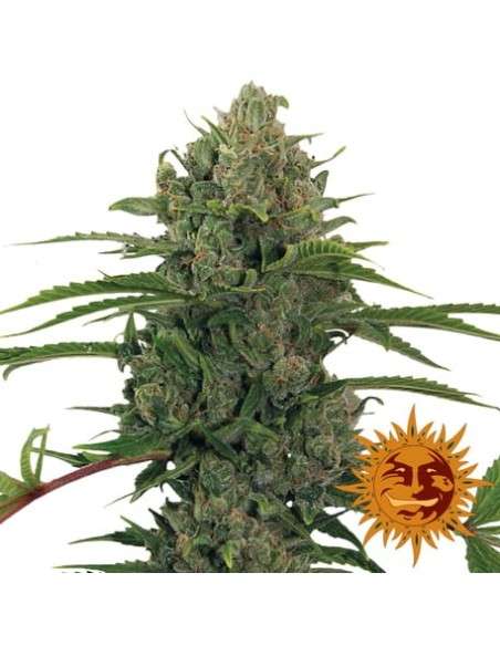 BARNEY'S FARM - Critical Kush Auto - 5