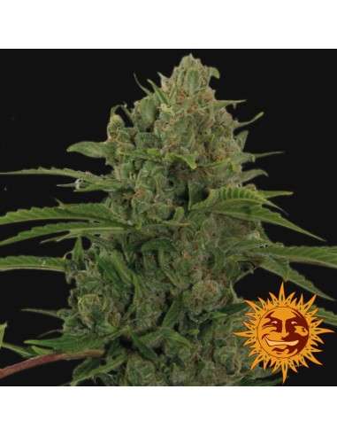 BARNEY'S FARM - Critical Kush Auto - 6