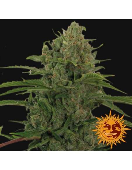 BARNEY'S FARM - Critical Kush Auto - 6