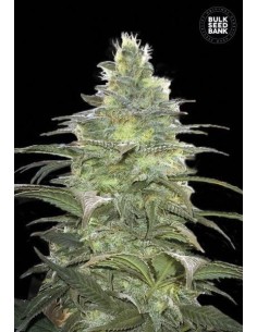 BULK SEED BANK - Blueberry Berry - 1