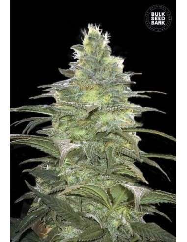 BULK SEED BANK - Blueberry Berry - 1