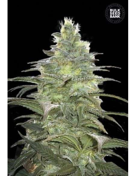 BULK SEED BANK - Blueberry Berry - 1