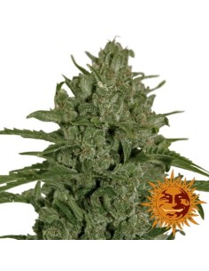 BARNEY'S FARM - Triple Cheese - 1 2