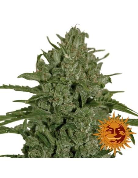 BARNEY'S FARM - Triple Cheese - 2