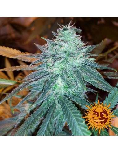 BARNEY'S FARM - Triple Cheese - 3