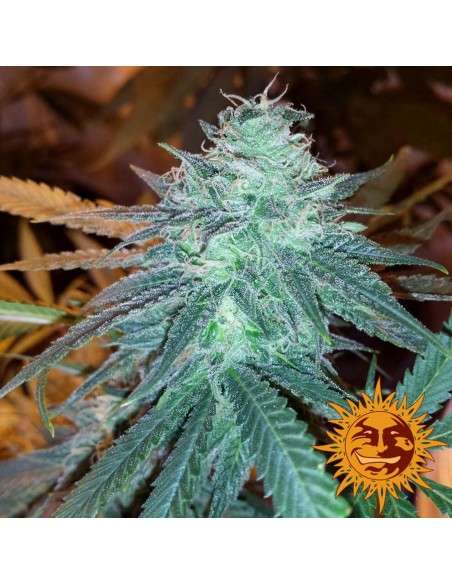 BARNEY'S FARM - Triple Cheese - 3