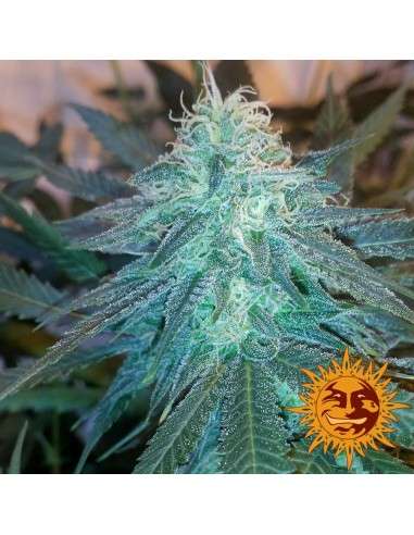 BARNEY'S FARM - Triple Cheese - 4
