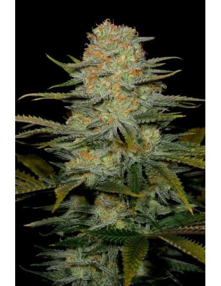 DINAFEM - Amnesia CBD - 1