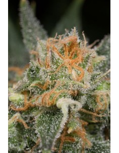 DINAFEM - Amnesia CBD - 1 2