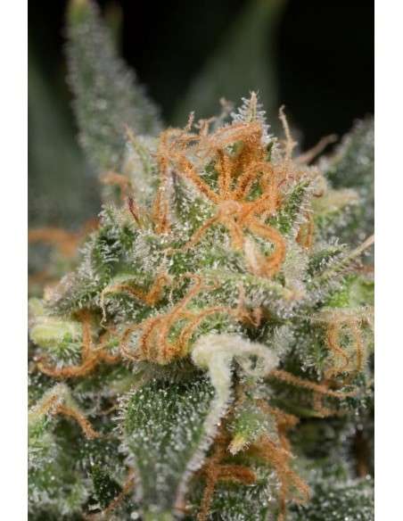 DINAFEM - Amnesia CBD - 2