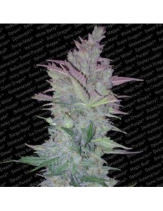 PARADISE SEEDS - Vertigo Auto - 1
