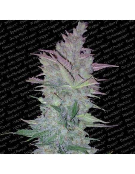 PARADISE SEEDS - Vertigo Auto - 1