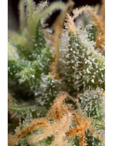 DINAFEM - Amnesia CBD - 3