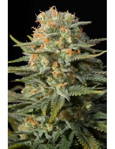 DINAFEM - Amnesia CBD - 4