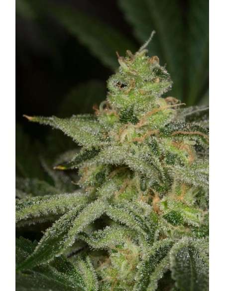 DINAFEM - Amnesia CBD - 5