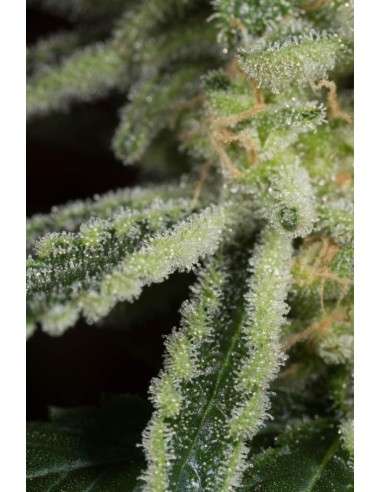 DINAFEM - Amnesia CBD - 6