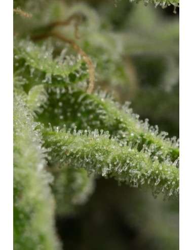DINAFEM - Amnesia CBD - 7