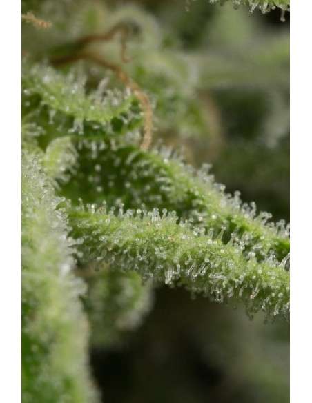 DINAFEM - Amnesia CBD - 7