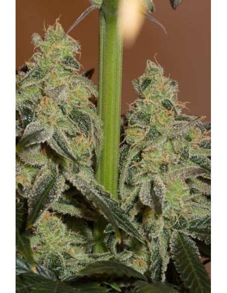 DINAFEM - Amnesia CBD - 8