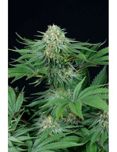 DINAFEM - Bubba Kush CBD - 1