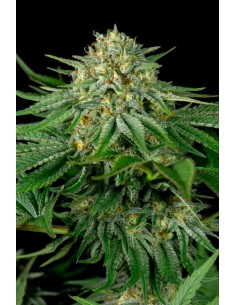 DINAFEM - Bubba Kush CBD - 1 2